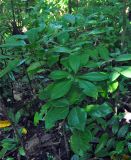 Actephila excelsa. Плодоносящее растение. Андаманские острова, остров Хейвлок, влажный тропический лес. 01.01.2015.