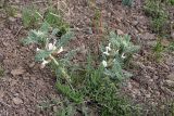 Astragalus nucifer. Цветущее растение. Южный Казахстан, Угамский хр., ущ. Сазаната, правый склон ущелья ручья Каржантау, 2200 м н.у.м. 07.05.2014.