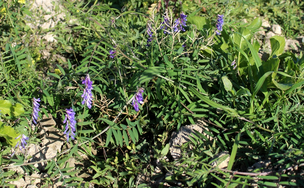 Image of Vicia villosa specimen.