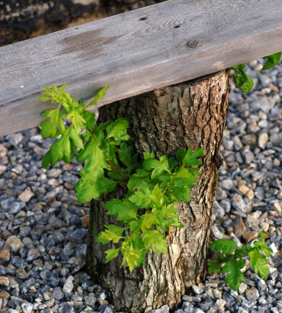 Image of Crataegus pinnatifida specimen.
