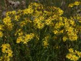 Senecio erucifolius