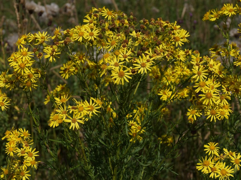 Image of Senecio erucifolius specimen.