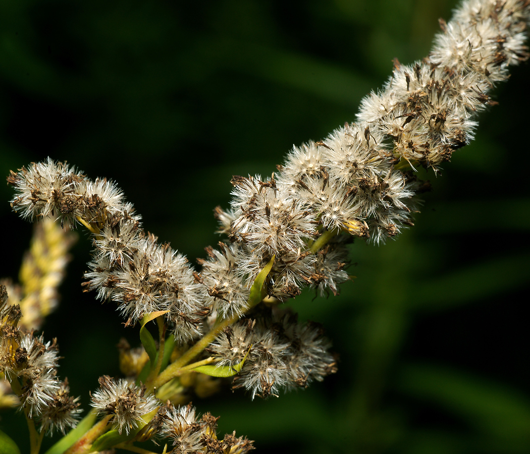 Image of Solidago canadensis specimen.