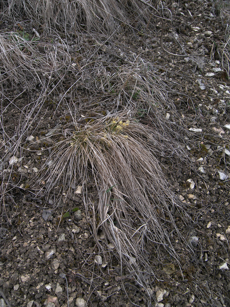 Изображение особи Carex humilis.