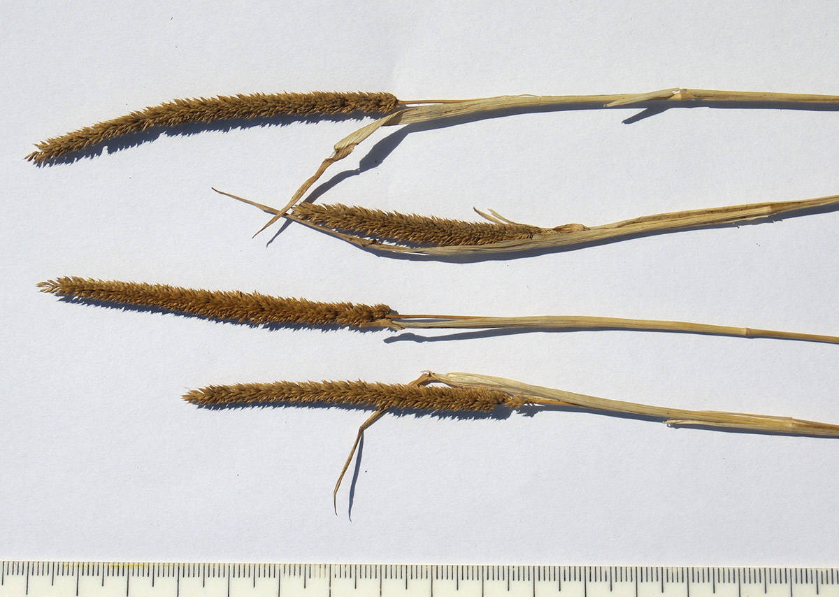 Image of Phleum paniculatum specimen.