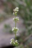 Galium humifusum