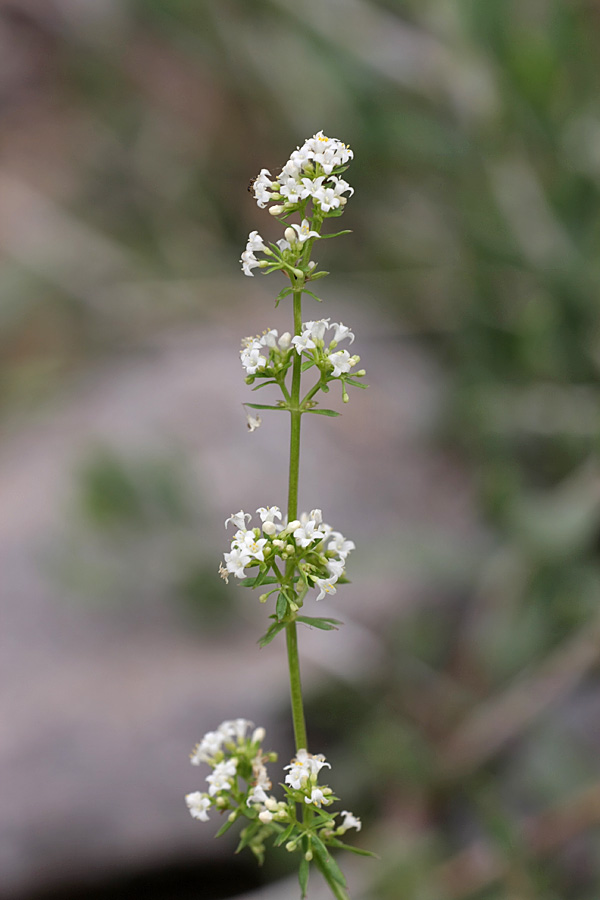 Изображение особи Galium humifusum.