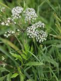Cicuta virosa
