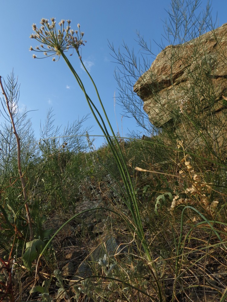 Изображение особи Allium anisopodium.