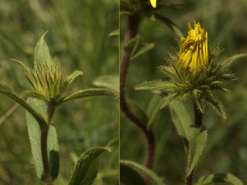 Изображение особи Inula hirta.