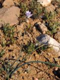 Dichelostemma capitatum