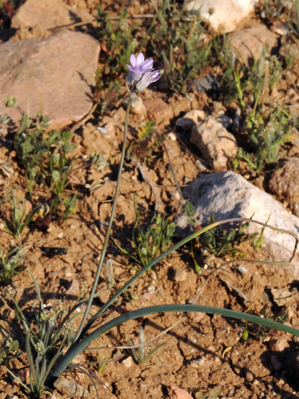 Image of Dichelostemma capitatum specimen.