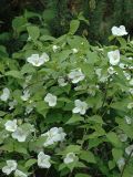 Rhodotypos scandens