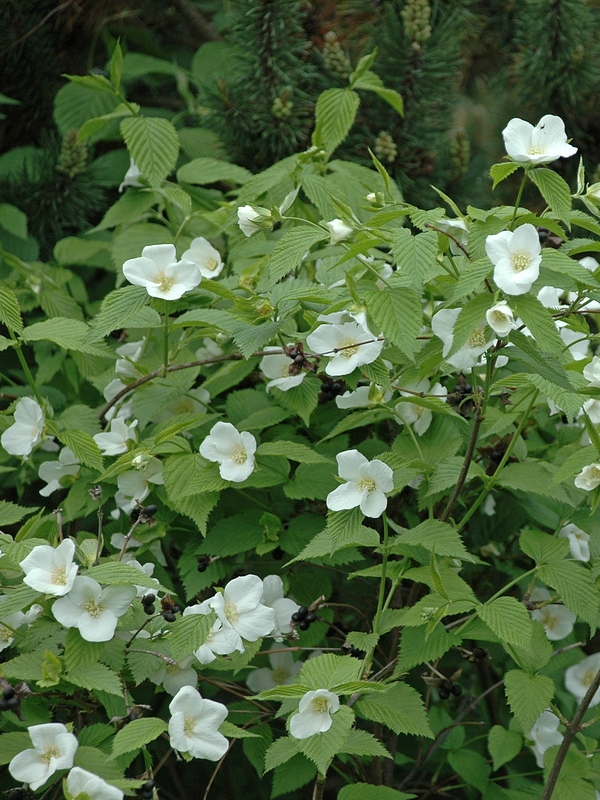 Image of Rhodotypos scandens specimen.