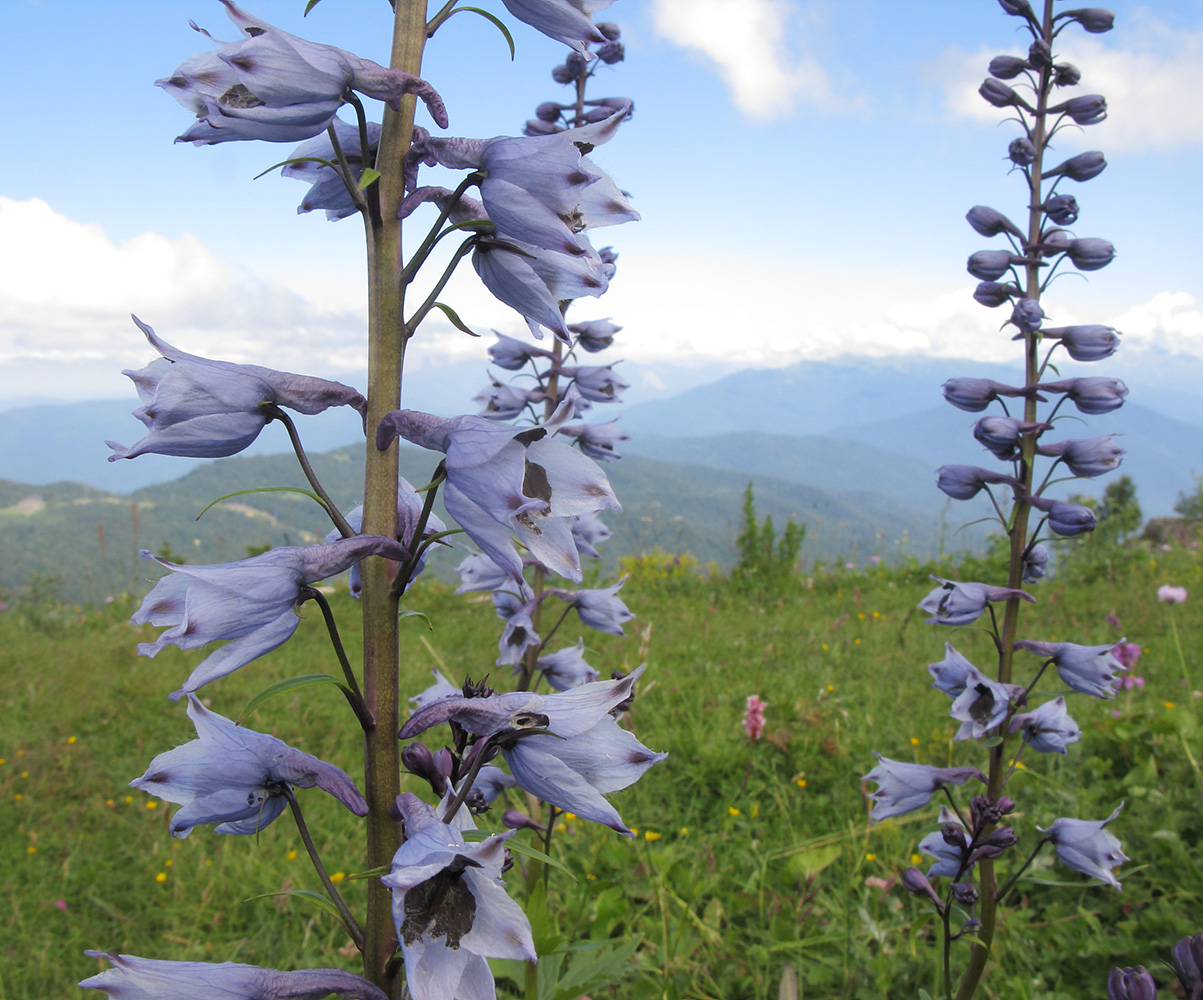 Image of Delphinium flexuosum specimen.