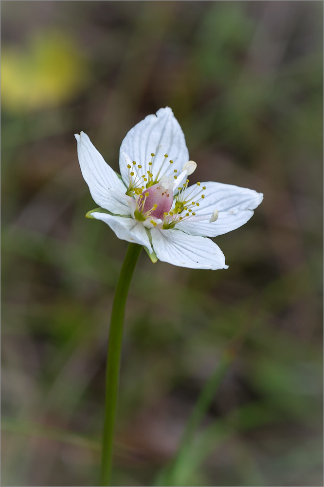 Image of Parnassia palustris specimen.