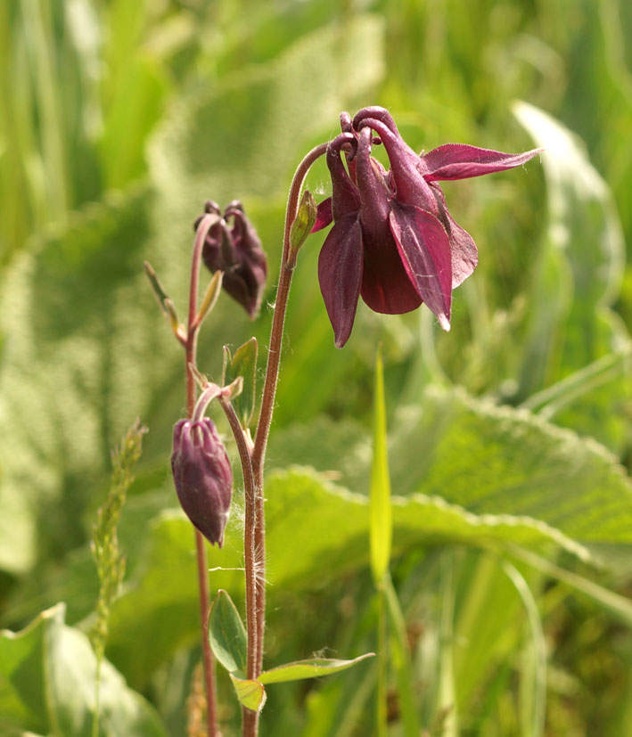 Изображение особи Aquilegia atrovinosa.