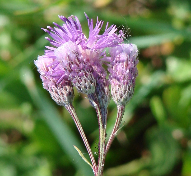 Изображение особи Saussurea amara.