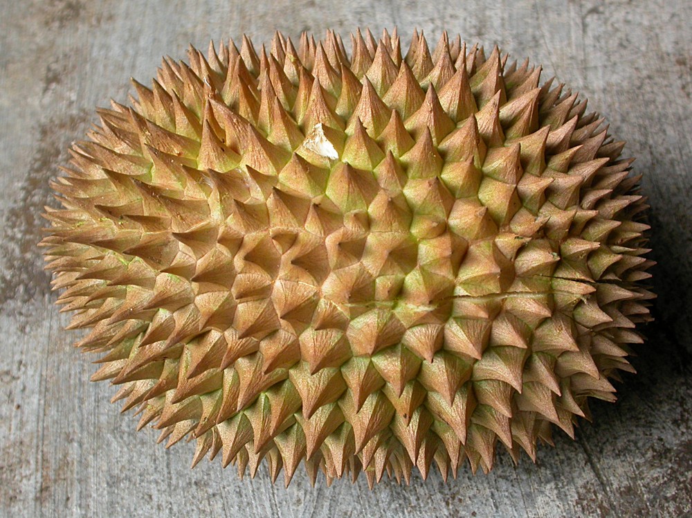 Image of Durio zibethinus specimen.