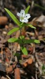 Pseudostellaria rigida