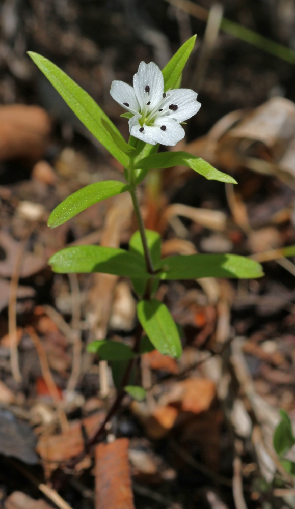 Image of Pseudostellaria rigida specimen.