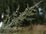 Artemisia absinthium. Верхушка плодоносящего растения. Калужская обл., ст. Думиничи, используемый под выпас суходольный луг. 19.08.2009.