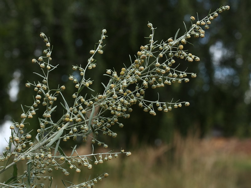 Изображение особи Artemisia absinthium.