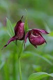 Cypripedium × ventricosum. Верхушка побега с цветками. Республика Алтай, Шебалинский р-н, окр. с. Камлак, правый борт долины р. Сема, у верхней границы склона, сосновый лес. 07.06.2015.