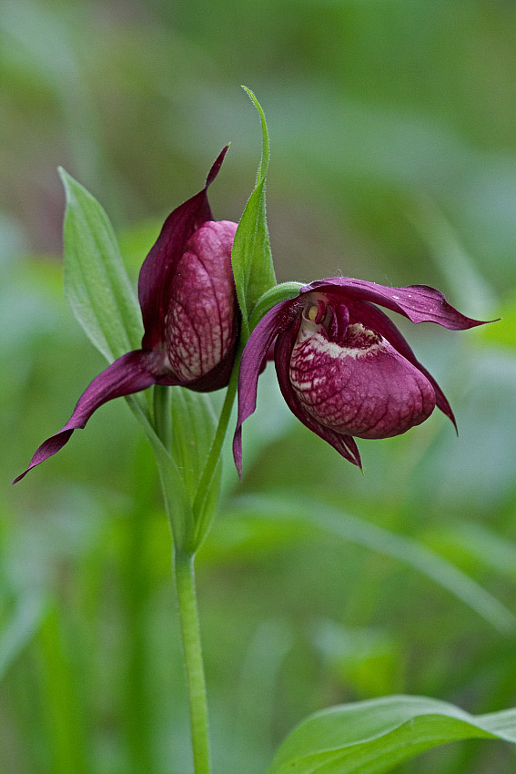 Image of Cypripedium &times; ventricosum specimen.