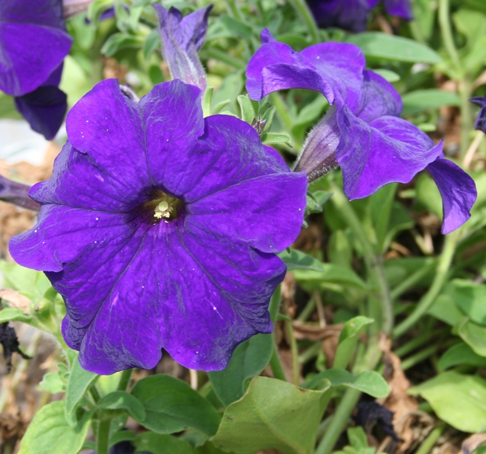 Image of Petunia × atkinsiana specimen.