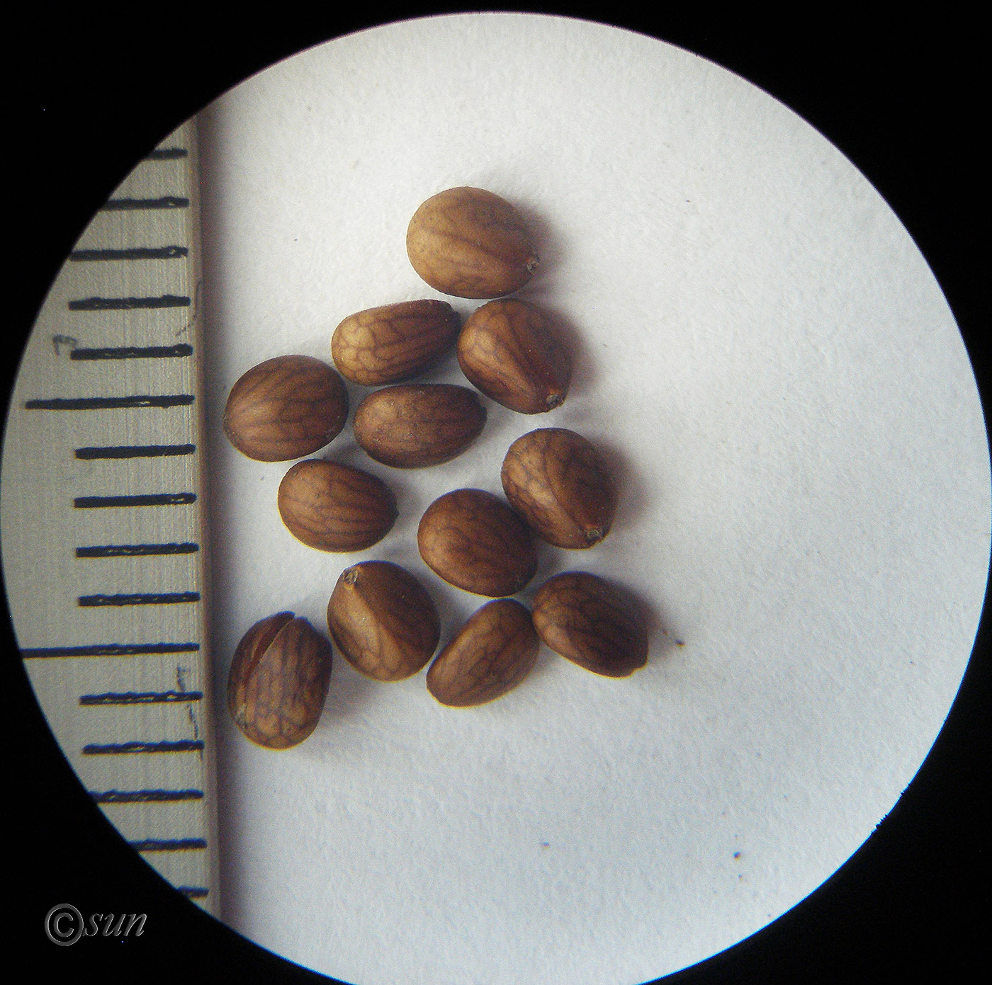Image of Salvia sclarea specimen.