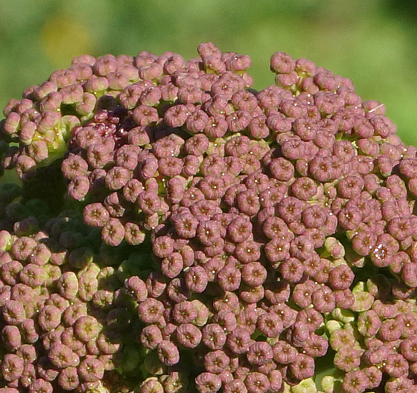 Изображение особи Ferula songarica.
