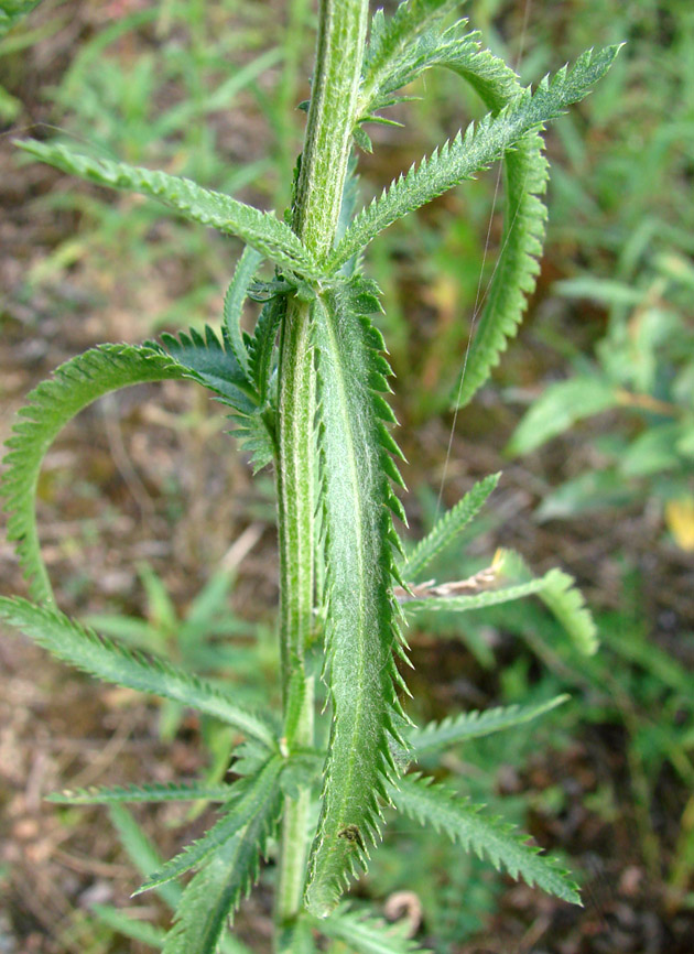 Image of Achillea alpina specimen.