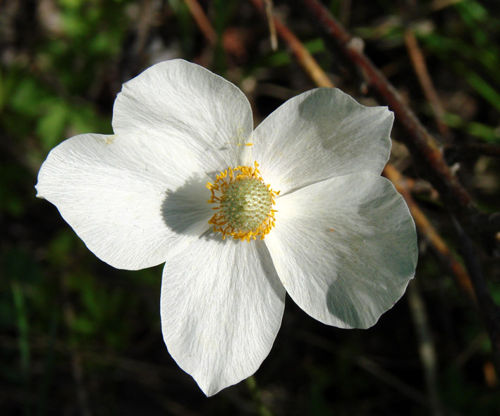 Изображение особи Anemone sylvestris.