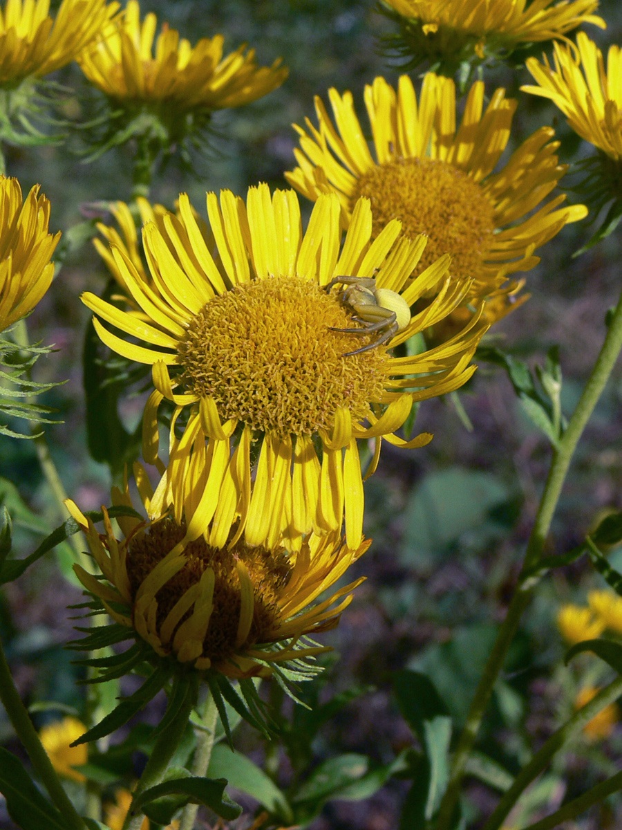 Изображение особи Inula britannica.