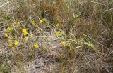 Inula caspica