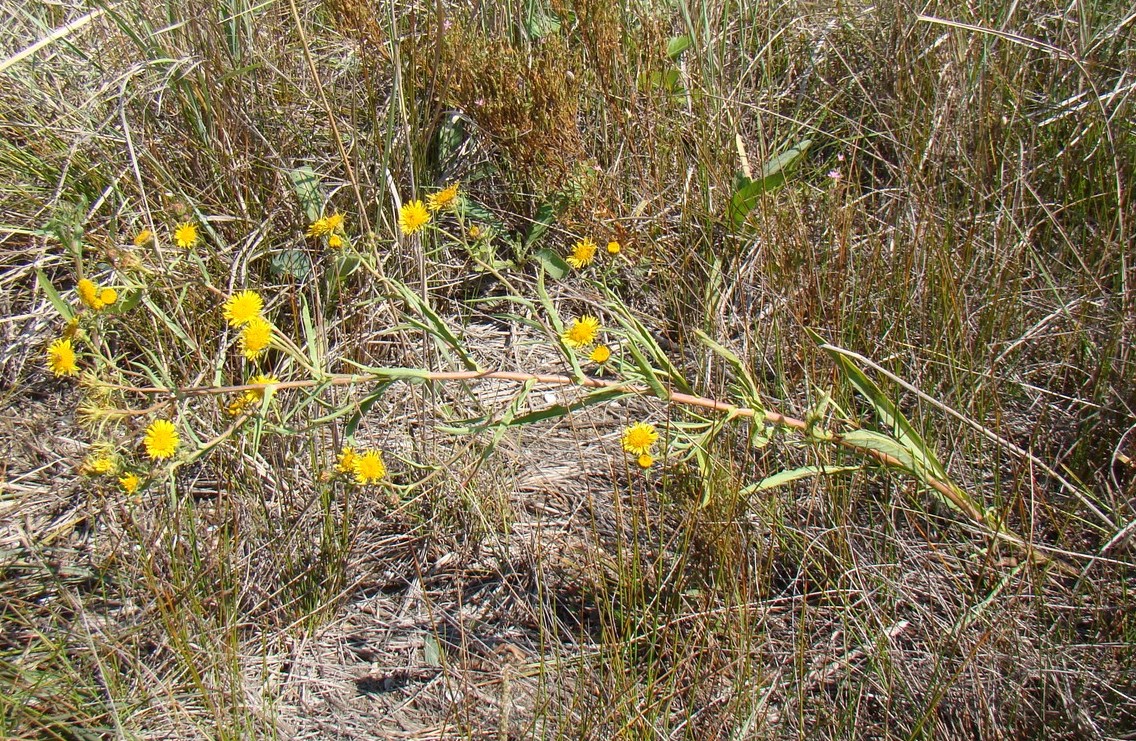 Изображение особи Inula caspica.