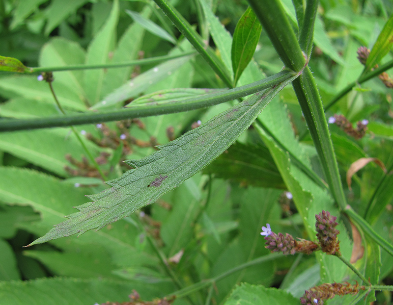 Image of Verbena brasiliensis specimen.