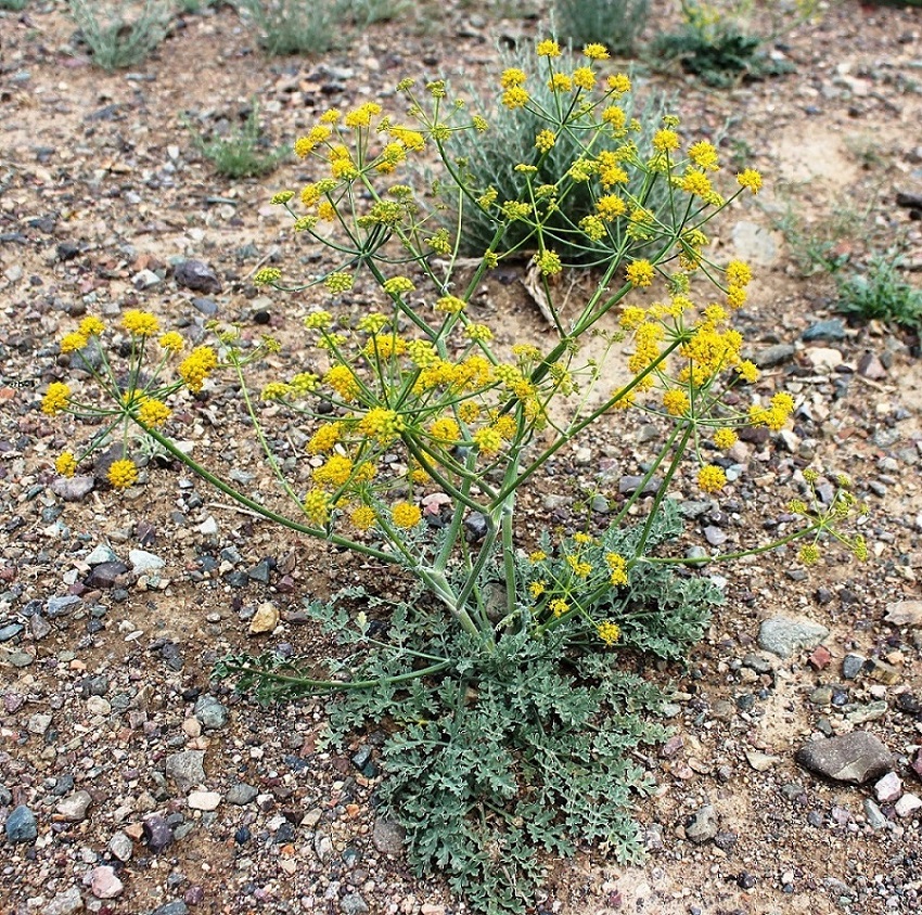 Image of Ferula syreitschikowii specimen.