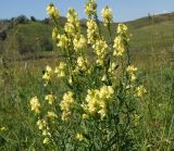Linaria vulgaris
