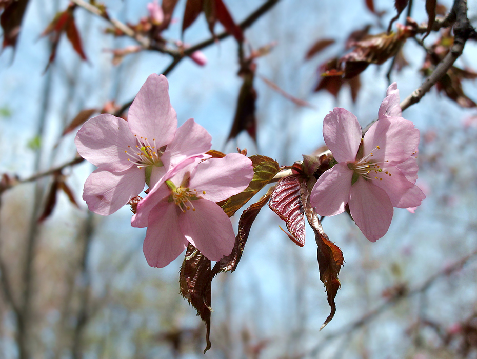 Изображение особи Cerasus sachalinensis.