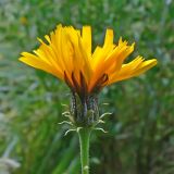 Picris hieracioides. Соцветие. Челябинская обл., окр. г. Челябинск, Золотая горка, небольшая влажная низинка в берёзовом лесу. 21.08.2015.