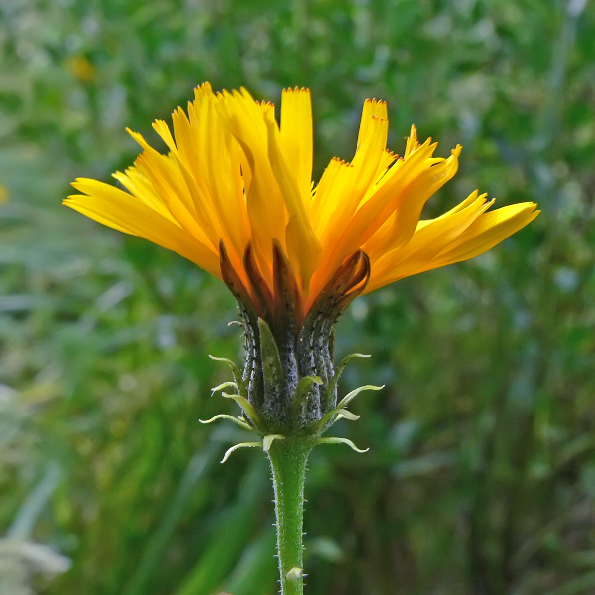 Image of Picris hieracioides specimen.