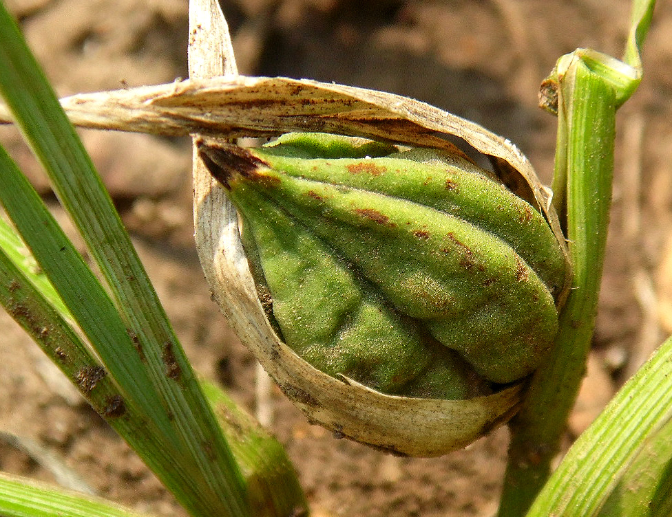 Image of Iris pontica specimen.