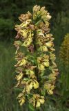 Orchis &times; wulffiana
