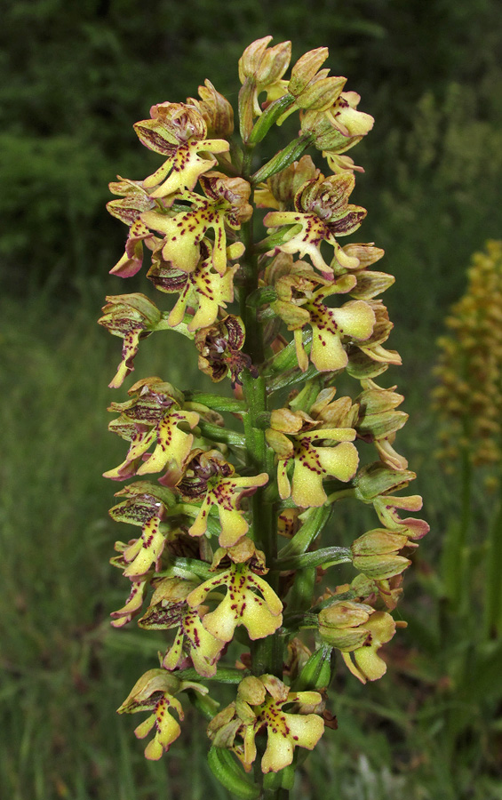 Изображение особи Orchis × wulffiana.