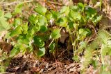 Viola mirabilis