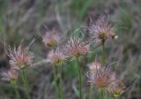 Pulsatilla patens