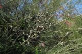 Hakea orthorrhyncha