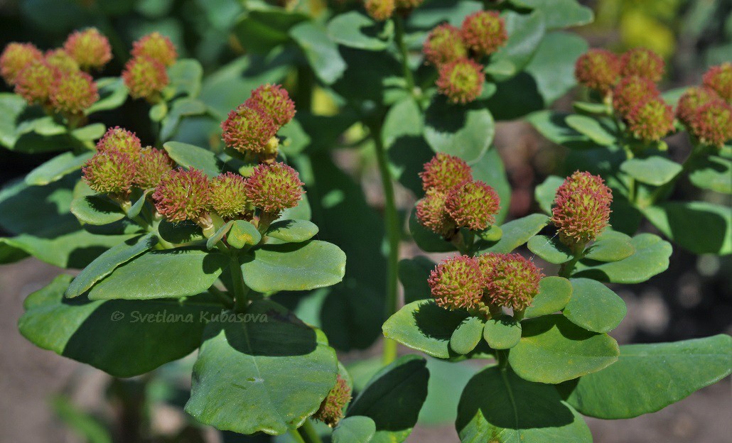 Image of Euphorbia epithymoides specimen.